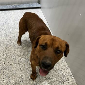Rusty -  Pit Bull Terrier and Mixed Breed Dog for Adoption in Salt Lake City, Utah - Rusty | PetCurious
