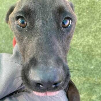 Rescue Black Labrador Retriever Dogs for Adoption in Hannibal, Missouri - Mango | PetCurious