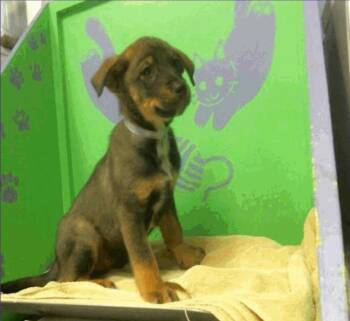 Australian Cattle Dog Blue Heeler Dogs Available for Adoption - Vegas | PetCurious