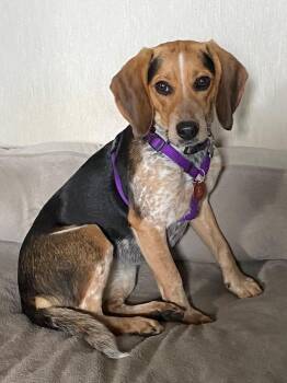 Beagle Dogs Available for Adoption in Boiling Springs, Pennsylvania - Mabell | PetCurious