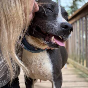 PawPaw Jennings -  Mixed Breed Dog for Adoption in Wheeling, Illinois - PawPaw Jennings | PetCurious