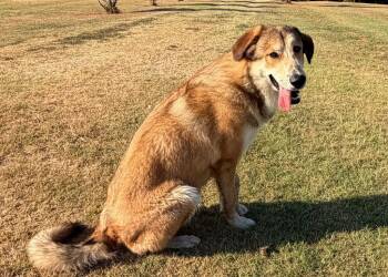 Leroy -  Anatolian Shepherd Dog for Adoption in Farmersville, Texas - Leroy | PetCurious