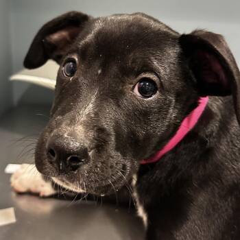 Mellie -  Mixed Breed Dog for Adoption in Chattanooga, Tennessee - Mellie | PetCurious