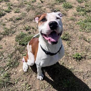 Spots -  American Bulldog and Terrier Dog for Adoption in West Jefferson, Ohio - Spots | PetCurious