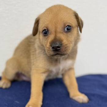 Maroon -  English Setter and Mixed Breed Dog for Adoption in St. Peters, Missouri - Maroon | PetCurious