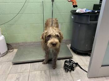 RUSTY -  Poodle and American Staffordshire Terrier Dog for Adoption in Grand Prairie, Texas - RUSTY | PetCurious