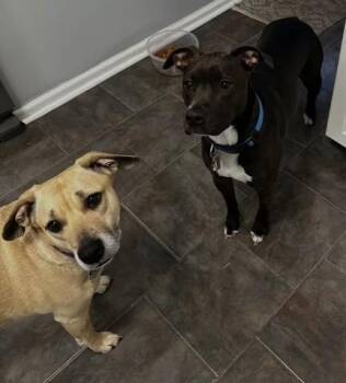 Pit Bull Terrier Dogs Available for Adoption in Richboro, Pennsylvania - Nico & Lily | PetCurious