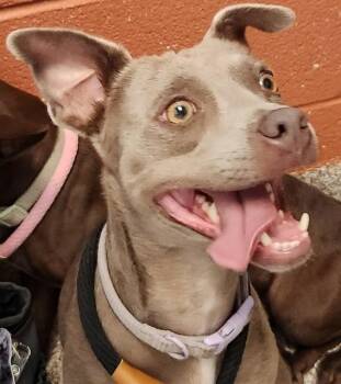 PUP PUP -  Chihuahua and Pit Bull Terrier Dog for Adoption in Pueblo, Colorado - PUP PUP | PetCurious