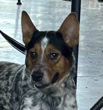 Rescue Australian Cattle Dog Blue Heeler Dogs for Adoption in New Braunfels, Texas - King | PetCurious