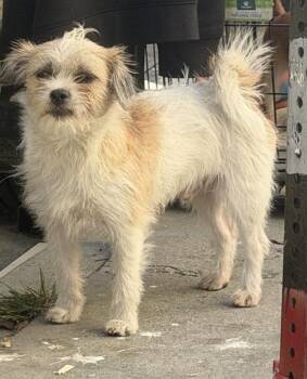 Terrier Dogs Available for Adoption in Los Angeles, California - Oliver Available At Charlie