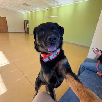 Rottweiler and Mixed Breed Dogs Available for Adoption in Roanoke, Virginia - Praytell | PetCurious