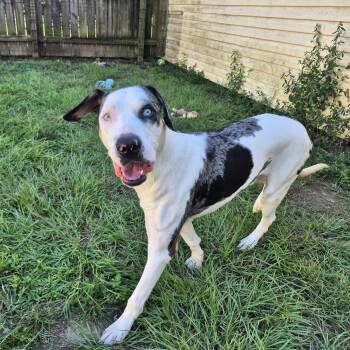 Baymax -  Great Dane and Catahoula Leopard Dog Dog for Adoption in Metairie, Louisiana - Baymax | PetCurious