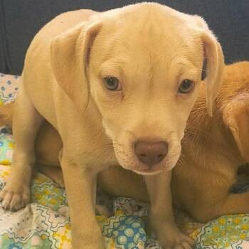 Bo -  Labrador Retriever and Mixed Breed Dog for Adoption in Phoenix, Maryland - Bo | PetCurious