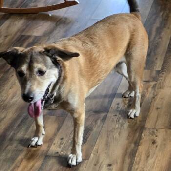 Ziggy Courtesy Listing -  Retriever and Terrier Dog for Adoption in Midland, Michigan - Ziggy Courtesy Listing | PetCurious