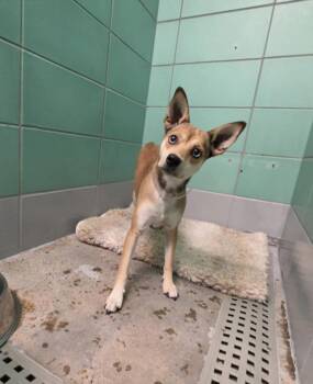 LITTLE BIT -  Chihuahua and Mixed Breed Dog for Adoption in Houston, Texas - LITTLE BIT | PetCurious
