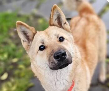 Halla -  Jindo Dog for Adoption in San Ramon, California - Halla | PetCurious