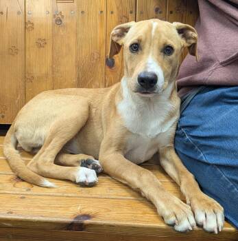 Rescue Terrier Dogs for Adoption in Parsons, Kansas - Lorelei | PetCurious