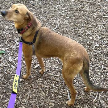 Saddie -  Shepherd and Mixed Breed Dog for Adoption in Falls Church, Virginia - Saddie | PetCurious