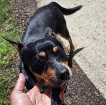 Australian Cattle Dog Blue Heeler Dogs Available for Adoption in Parma, Ohio - Carolina | PetCurious