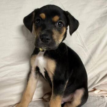 Mixed Breed and Jack Russell Terrier Dogs Available for Adoption - Jay $475 | PetCurious