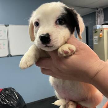 Mixed Breed Dogs Available for Adoption - Chaos | PetCurious