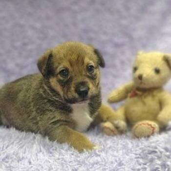 Cattle Dog Dogs Available for Adoption in North Charleston, South Carolina - Cauliflower | PetCurious