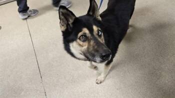 TRINITY -  Siberian Husky and Mixed Breed Dog for Adoption in Riverside, California - TRINITY | PetCurious