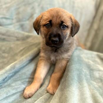 Cammie pup - Percy -  Hound and Mixed Breed Dog for Adoption in Fairfax Station, Virginia - Cammie Pup - Percy | PetCurious