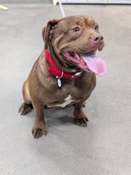 Labrador Retriever and Mixed Breed Dogs Available for Adoption - HONEY | PetCurious