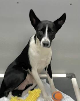 Pinto -  Shepherd Dog for Adoption in Parma, Ohio - Pinto | PetCurious