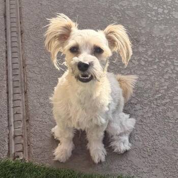 Enrique -  Miniature Poodle and Dachshund Dog for Adoption in Las Vegas, Nevada - Enrique | PetCurious