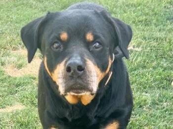 Meatball -  Mixed Breed Dog for Adoption in Georgetown, Texas - Meatball | PetCurious