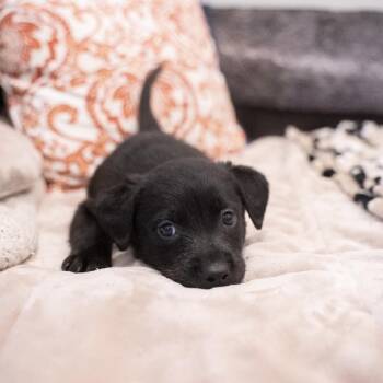 Storm -  Rottweiler and Black Labrador Retriever Dog for Adoption in Portland, Oregon - Storm | PetCurious
