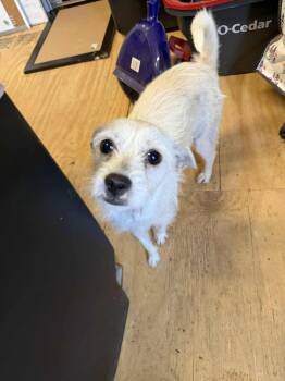 Poodle and Schnauzer Dogs Available for Adoption - Linda *Arriving 2/7* | PetCurious