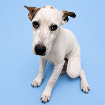 FLAP JACK -  Pit Bull Terrier and Labrador Retriever Dog for Adoption in Westminster, Maryland - FLAP JACK | PetCurious
