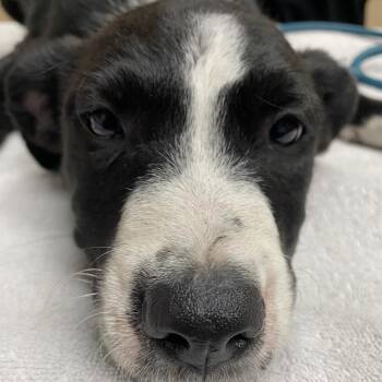 Cape Verde -  Catahoula Leopard Dog and Australian Shepherd Dog for Adoption in Lakeland, Florida - Cape Verde | PetCurious