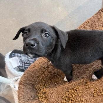 Mixed Breed Dogs Available for Adoption - Jolene | PetCurious