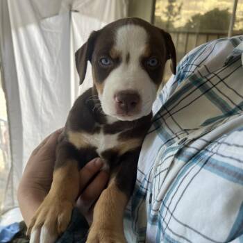 Grace -  Husky and Bernese Mountain Dog Dog for Adoption in Phoenix, Arizona - Grace | PetCurious