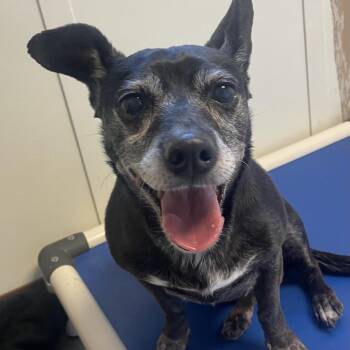 MAXINE (Bailey) -  Chihuahua Dog for Adoption in Graham, Washington - MAXINE (Bailey) | PetCurious