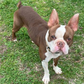 Boston Terrier Dogs Available for Adoption - Reese | PetCurious