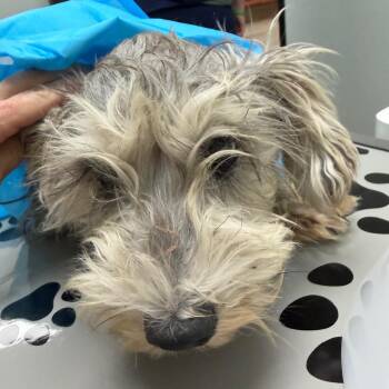Clover -  Miniature Schnauzer and Miniature Poodle Dog for Adoption in Ennis, Texas - Clover | PetCurious