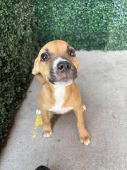 Amelia* -  Pit Bull Terrier and Mixed Breed Dog for Adoption in El Paso, Texas - Amelia* | PetCurious