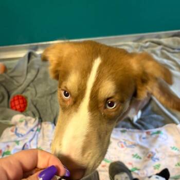 Prince Harry -  Husky and Mixed Breed Dog for Adoption - Prince Harry | PetCurious