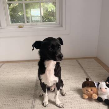 Pinto -  Chihuahua and Pug Dog for Adoption - Pinto | PetCurious
