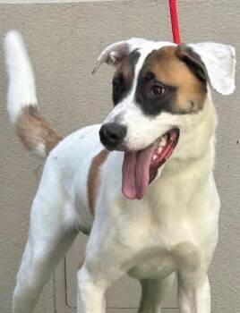 Clark -  Labrador Retriever Dog for Adoption in Hoffman Estates, Illinois - Clark | PetCurious