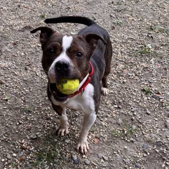 Rescue Pit Bull Terrier Dogs for Adoption in Newark, New Jersey - Francis | PetCurious