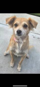 Butterscotch -  Miniature Dachshund and Papillon Dog for Adoption in New Haven, Connecticut - Butterscotch | PetCurious