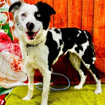 Athena -  Border Collie and Australian Shepherd Dog Available for Adoption in Lebanon, Missouri - Athena | PetCurious