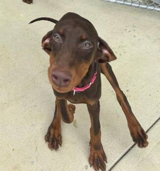 CAMPARI -  Doberman Pinscher and Mixed Breed Dog for Adoption in Leesburg, Virginia - CAMPARI | PetCurious