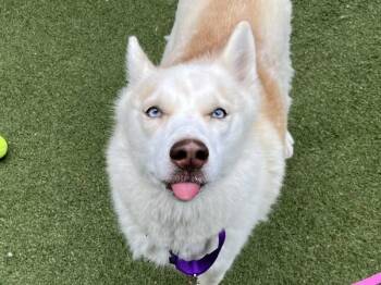 Buzz -  Siberian Husky Dog for Adoption in New York, New York - Buzz | PetCurious